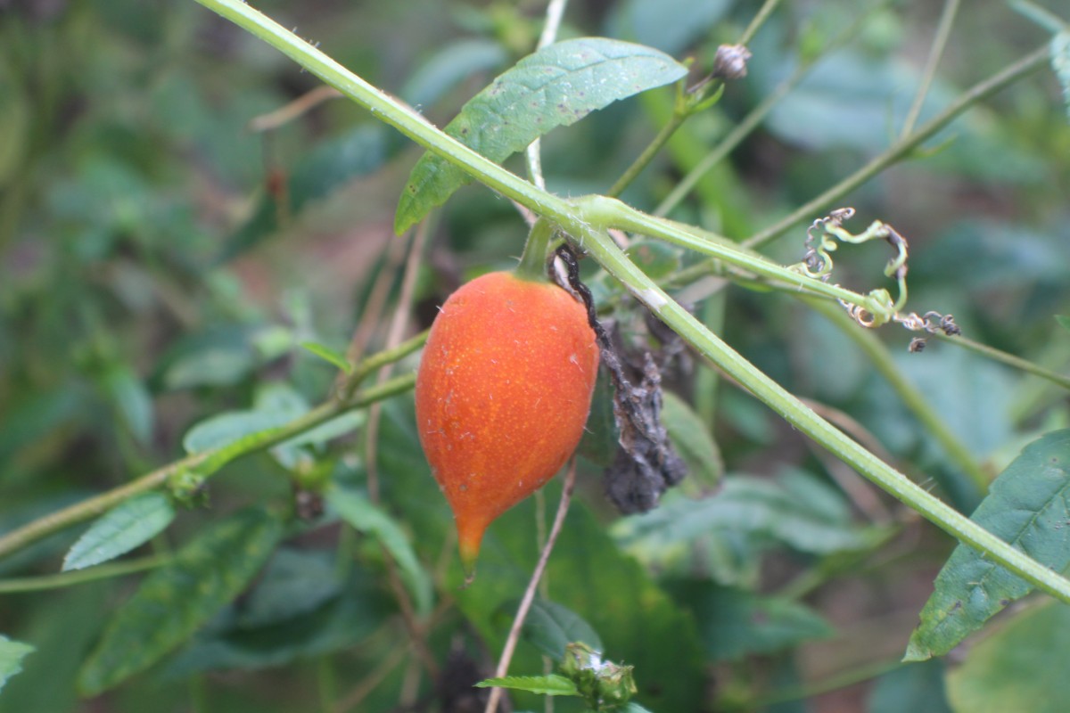 Trichosanthes cucumerina L.